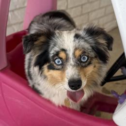 Sweetie - Miniature Australian Shepherd