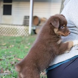 Australian Shepherd Puppies from Covenant View Farm Australian Shepherds