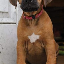 Rhodesian Ridgeback Puppies from Supernova Ridgebacks