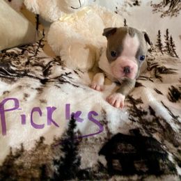 Pickles lilac male - Seal and white male Boston Terrier puppy in Brown City, Michigan from Mae Boston Terriers