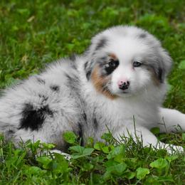 Louisville - Blue merle male Australian Shepherd puppy in Easton, Missouri from MMA Kennel