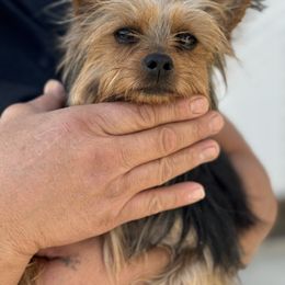Chumani - Yorkshire Terrier