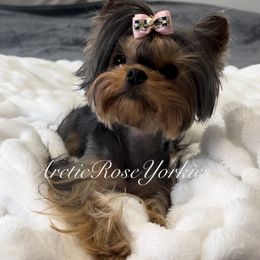 Paprika - Yorkshire Terrier