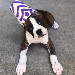 Boxer Puppies from Archangel Boxers