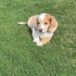 Max - Dapple male Dachshund puppy in Delta, Colorado from Wicburg’s Wieners