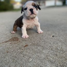 Beverly - Red brindle and white female Bulldog puppy in Topeka, Kansas from Midwest Monster Made Bulldogs