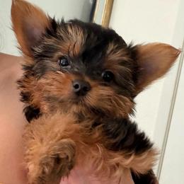 Boy 1 - Black and tan male Yorkshire Terrier puppy in Chino Hills, California from Chino Hills Yorkies