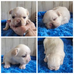 Boy 2 - Cream male French Bulldog puppy in Plymouth, Utah from Country Sunshine
