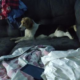 Bella - Beagle