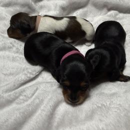 Dachshund Puppies from Gillian’s Darling’ Doxies