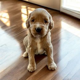 Girl 3 - Cream female Goldendoodle puppy in Mattawan, Michigan from Doodifuldoods