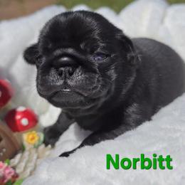 Norbitt - Black male Pug puppy in Boiling Springs, South Carolina from Monsterpugs