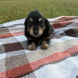 Winston - Black and cream male Dachshund puppy in New Albany, Mississippi from Double A. Doxies