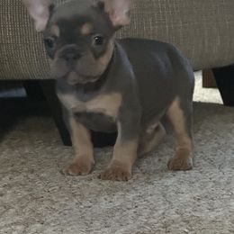 Boy 4 - French Bulldog puppy from Frenchies Du Jour
