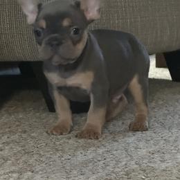 Boy 4 - French Bulldog puppy from Frenchies Du Jour
