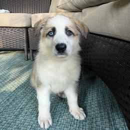 Panda Female 2 - Panda female German Shepherd puppy in Tafton, Pennsylvania from Pocono GSD