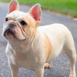 Nonnie - Cream female French Bulldog puppy in Fort Atkinson, Wisconsin from Bishop Bullyz