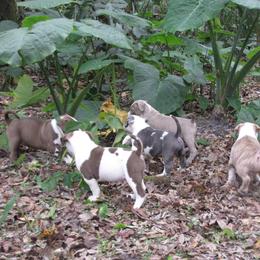 American Bully Puppies from Bolt Action Kennel