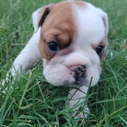 Bulldogs from Golden Leaf Kennels LLC