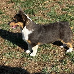 Bitsy - Pembroke Welsh Corgi