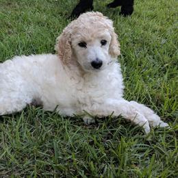Poodle Puppies from Figz Poodles