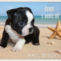 Boy 1 - Black and white male Boston Terrier puppy in North Central, Vermont from Windy Valley’s Bostons
