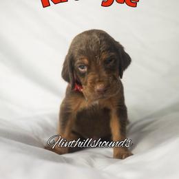 Kringle - Liver and tan male Bloodhound puppy in Wamego, Kansas from Flint Hills Hounds