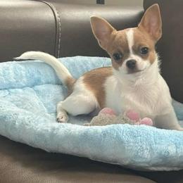 Georgia - Chihuahua