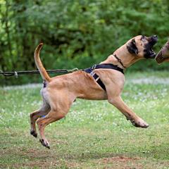 Boerboel All Grown Up from Romboel Farm Dogs