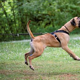 Boerboel All Grown Up from Romboel Farm Dogs