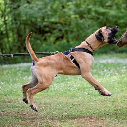 Boerboel All Grown Up from Romboel Farm Dogs