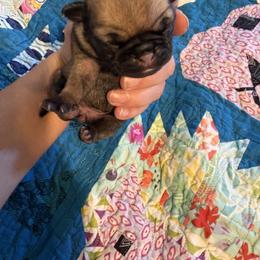 Milky Way - Fawn female Pug puppy in Hanover, Virginia from Pure Pugs