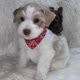 Boy 1 - Wheaten male Miniature Schnauzer puppy in Silsbee, Texas from My Little Schnauzer Pals