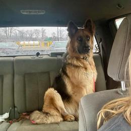Sage - German Shepherd