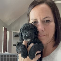 Bernedoodle Puppies from Triple W Doodles