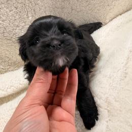 Sabrina - Black female Morkie puppy in Stockbridge, Georgia from Jenn’s Georgia Morkies and Biewer Terriers