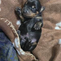 Elvis far left - Black and tan male Dachshund puppy in Oklahoma City, Oklahoma from Hamm Weenies  AKC (Dachshunds)