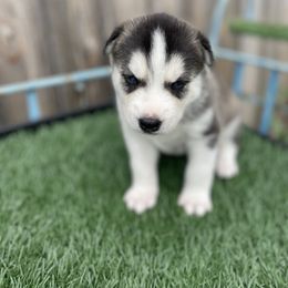 Siberian Husky Puppies from Husky Love and Pups