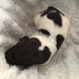 Buster - White and brown male Newfoundland puppy in Dalton, Ohio from Newfforu