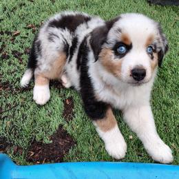 Thyme - Blue merle female Miniature American Shepherd puppy in Springfield, Missouri from Sunrock Kennel