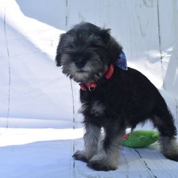 Boy 4 - Salt and pepper Miniature Schnauzer puppy in Alabama from Imperial Schnauzers