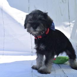 Boy 4 - Salt and pepper Miniature Schnauzer puppy in Alabama from Imperial Schnauzers