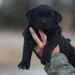 Raven - Black female Cane Corso puppy in Cable, Ohio from Americana Cane Corso