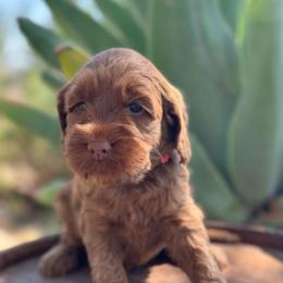 Fauna - Caramel red female Australian Labradoodle puppy in Riverside, California from Sycamore Canyon Labradoodle