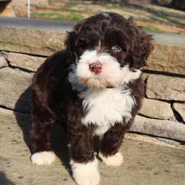 Monsanto - Chocolate male Havanese puppy in Hamptonville, North Carolina from Alabama Havanese Kennel Tidewater Kennel