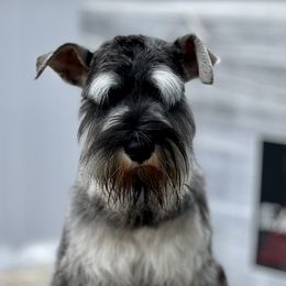Giant Schnauzer and Miniature Schnauzer Puppies from My Angel Schnauzers