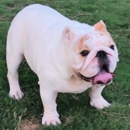 Bulldog puppies from Freeway Bulls