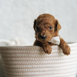 Boy 5 - Red  male Poodle puppy in Duncan, South Carolina from Abner Creek Poodles & Doodles