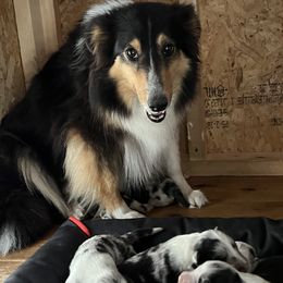 Sammy - Shetland Sheepdog