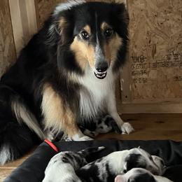 Sammy - Shetland Sheepdog